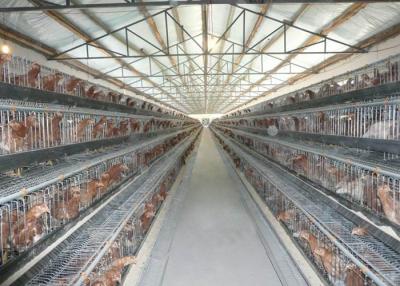 China Het verzamelen van van het het Materiaal Automatisch Gevogelte van de Eiveehouderij het Landbouwbedrijfmateriaal Te koop