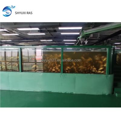 China SHYUXI Farms RAS1000 Square Meters Plant Circulating Water Aquatic Breeding System For For Wooden Fish Farm Equipment Fresh Water for sale