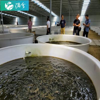 China Indoor Aquaculture Fish Farm Breeding Fish For Profit Recycling Water Treatment Systems In Aquaculture Fish Farming for sale