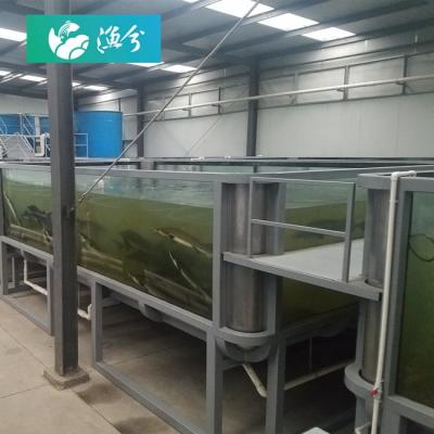 China Aquaculture Indoor Circulating Water Tilapia Large Indoor Verifiable Culture For Aquaculture Salmon Recycling System for sale