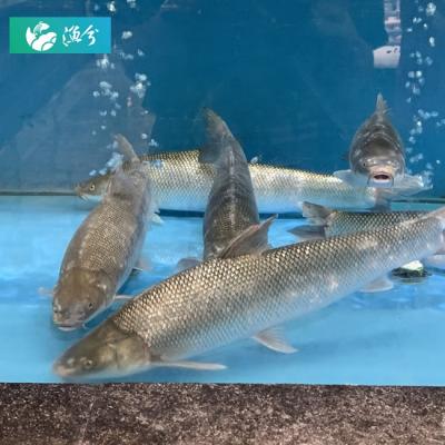 China Small Aquaculture Fish Farming Aquaculture System / Indoor Aquaculture Indoor Recycling Equipment for sale