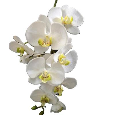 China SINGLE STEM Latex Green Cymbidium Orchid Flower , Artificial Cymbidium Orchids for sale