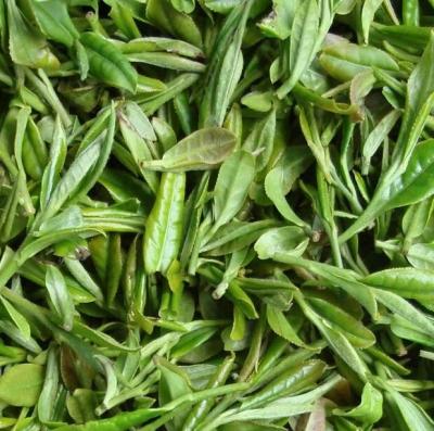 China Loose Tea Zhejiang High Quality Organic Slimming Green Tea for sale