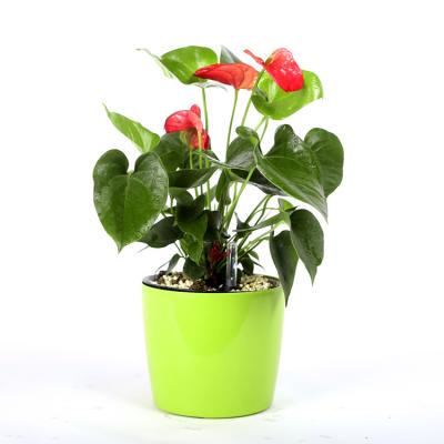 China Wholesale Minimalist Home Decor Self Watering Plastic Smart Lazy Round Flower Pots Biodegradable Flower Pots for sale