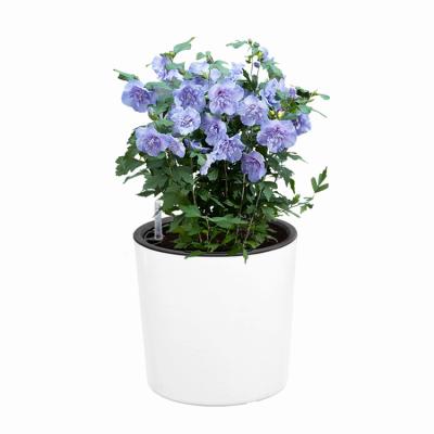 China Modem Hot Products Plastic Flower Pots Self-absorbing Water Flowerpot Lazy Flower Pot for sale