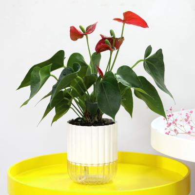 China Modem Water Absorbed By Cotton Yarn Can Show Water Level Transparent Self Watering Flowerpot for sale