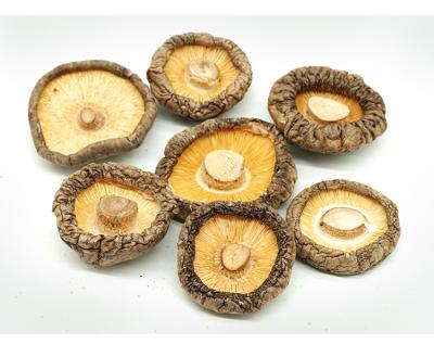 China High quality dried dehydrated mushrooms no added sulphites for sale