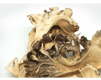 China Grifola Frondosa Maitake Dried Mushroom Farmmi Dried Fresh Dried Mushroom for sale