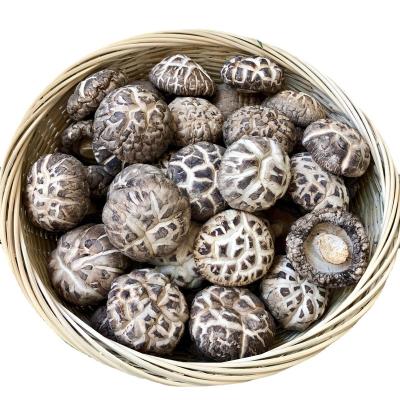 China Farmmi Camellia Mushroom 4-5cm Top Tier Organic Dried Cultivated Short Stem Mushrooms For Sale for sale