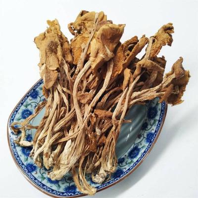 China Agrocybe Aegerila Dried Dry Mushroom Farmmi Dried Tea Tree Mushroom Forasen Pholiota aegerita for sale