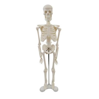 China 45CM Skeletal Model Medical Teaching Anatomy Skeletal Model 45cm for sale