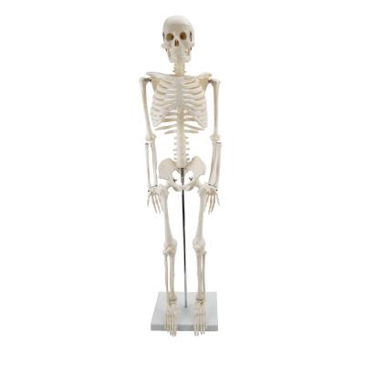 China Medical Anatomical Human Skeleton Model 85CM Human Skeleton Model 85cm for sale