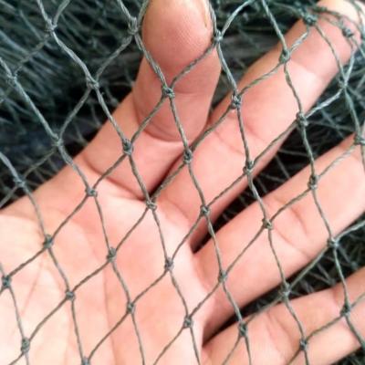 China Fall Protection Chicken Netting 2.5*25M Fencing Nets Poultry Birds Net for sale