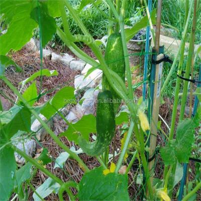 China Durable High Quality Agricultural Crop Support Net For Vegetable for sale