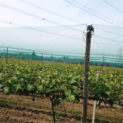 China Agriculture use insect plant protection net for agriculture fruit tree farm anti bird net for sale