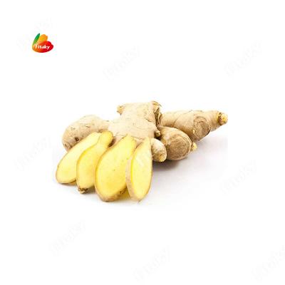 China Supply Free Sample Fresh Chinese Ginger Wholesale Fresh Ginger And Dried Ginger for sale