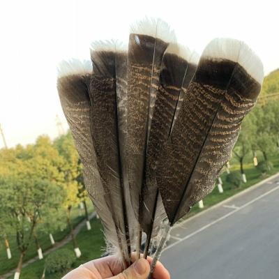 China New 10-14inch /25-35cm Wild Turkey Feather Precious Nature Wild Turkey Tail Feathers for sale