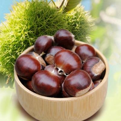 China Factory price good fresh hebei qinglong chestnut for sale