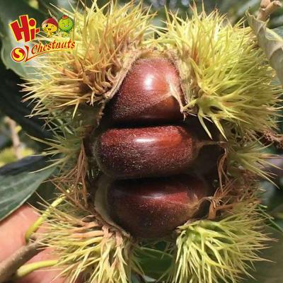 China Chinese bulk hot sale large size tai chestnuts for sale