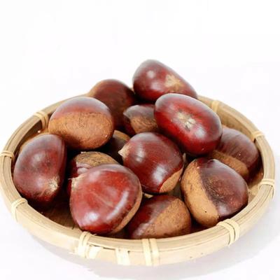 China Big size Shandong fresh big size new culture tai a chestnut for sale