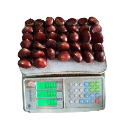 China Dandong Fresh Chestnut Fresh Cheaper Price New Culture for sale