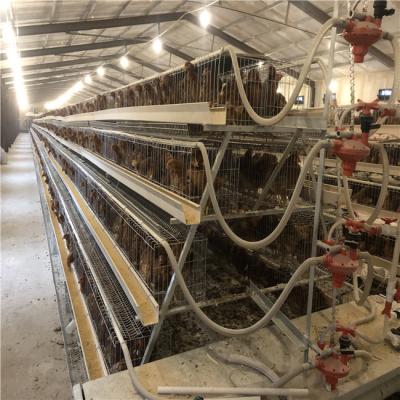 China A Professional Poultry Field Farm Cage Layer Poultry Cages Layer Factory Direct Sales for sale