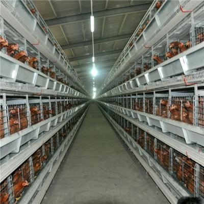 China Poultry Field H Type Automatic Chicken Breeding Cage Chicken Broiler Cages For Sale for sale