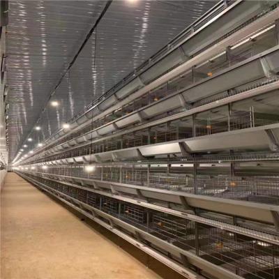 China 2020 China Poultry Field New Design Professional Chicken H Type Layer Cages Very Cheap for sale