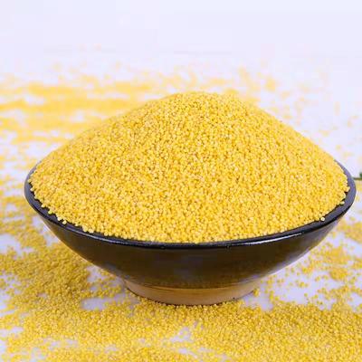 China Dry specialty in longshan millet from Shandong province for sale