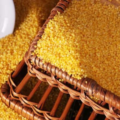 China China dry specialty in Shandong millet yellow longshan grain for sale