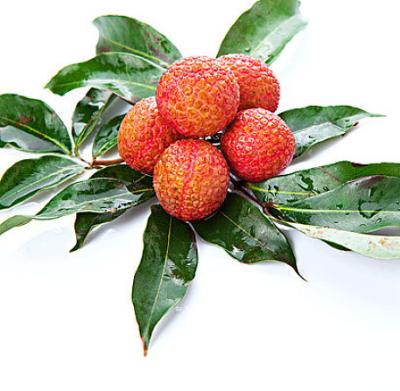 China Canned Tropical Fruits Names All Fruits Canned Lychee In Heavy Syrup For Singapore for sale