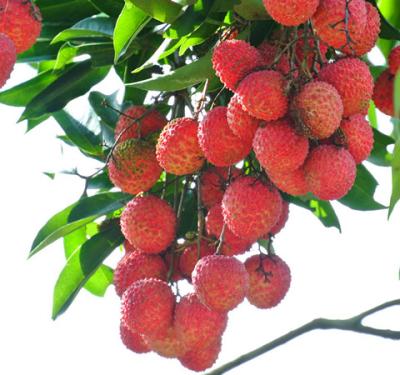 China Canned Canned Lychee in Best Selling Tin Can Syrup Products for Indonesia for sale