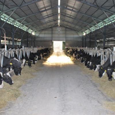 China House Cow Farm House Steel Fabricated Steel Structure For Cow for sale