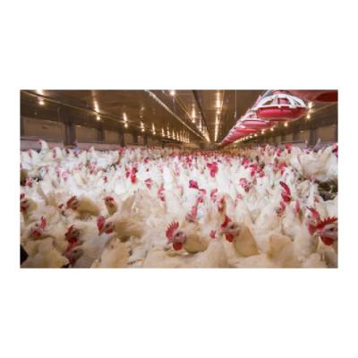 Κίνα Steel Fabricated House Poultry Farm Shed Design Warehouse Steel Structure Factory Chicken House προς πώληση