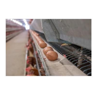 Κίνα Steel Fabricated Commercial Flat House Poultry Housing Chicken Farm Building Houses For Sale προς πώληση