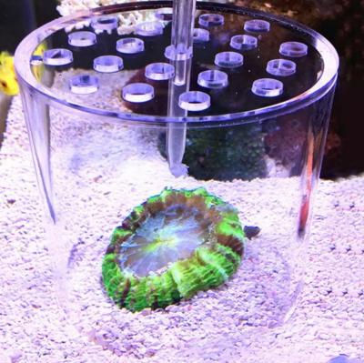 China Viable Acrylic Coral Feeder Cover Transparent Coral Feeder Cover Anti-feeding Shrimp For Fish Tank Fish Tank for sale