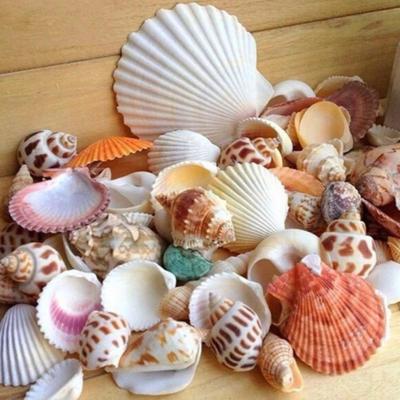 China 100g/Bag Mix Nautical Aquarium Sustainable Beach DIY Shells Mixed Bulk Rough Sea Shell for sale