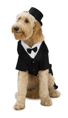 China Small Dapper Pet Tuxedo Costume Rubies Dog Formal Wear Costumes XX-Small to XXX-Large for sale