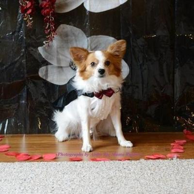 China Wedding Groom Dog Tuxedo Formal Wear for sale