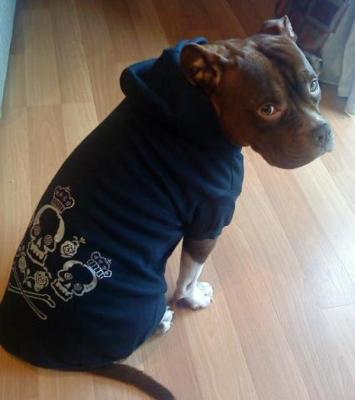 China Custom Comfortable Black Crowned Crossbone Hoodies Sweatshirt for small dogs for sale