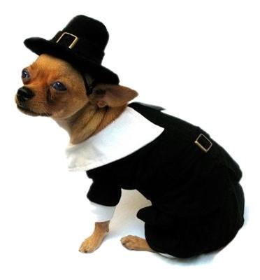 China Pilgrim Boy black shirt tuxedo / Doggie Tuxedo Costume for Thanksgiving holiday for sale