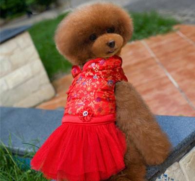 China Party Medium Dog Clothes dress for sale