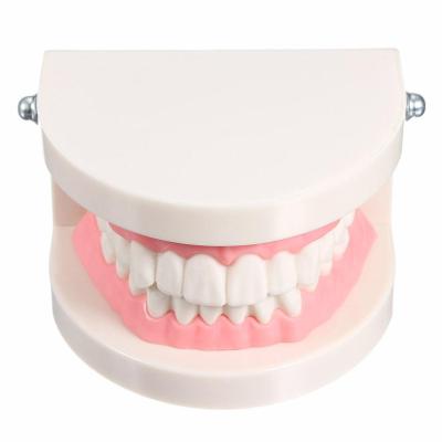 China Regional Hot Selling Dental Teaching Study Dental Standard Adult Teeth Demonstration Model Dental Teeth Training Model for sale