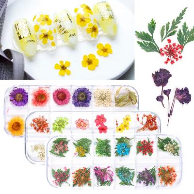 China Non-toxic Natural Gypsophila Preserved Flower Sticker Flower Nail Decoration Female Nail Art Grid Box Combination Package Dried Flowers 12 for sale