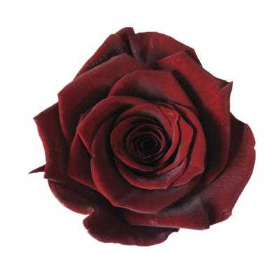 China Long llasting and natural one touch wholesale all sizes preserved rose wedding decoration main roses for sale