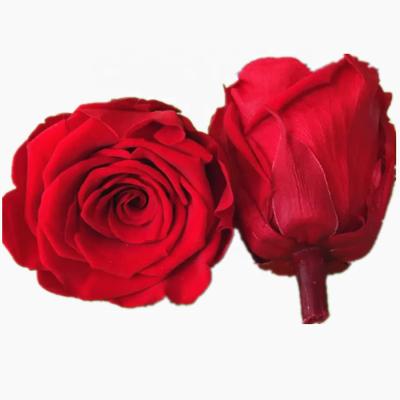 China Touch Plant long llasting and natural supply fresh cut flower preserved rose head lasting rose flower for sale