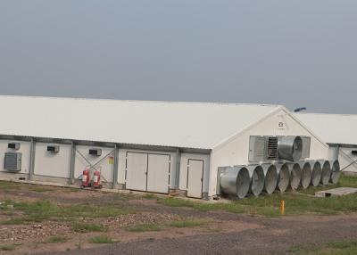 China Pre Engineered Steel Structure Poultry House Chicken Housing Structures for sale