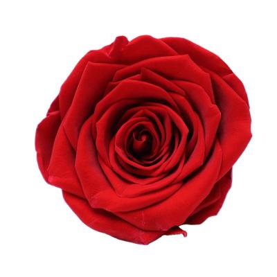 China Wholesale Real Touch Beautiful Colored Dried Eternal Long Lasting Stabilized Flower Head Preserved Rose In Box for sale