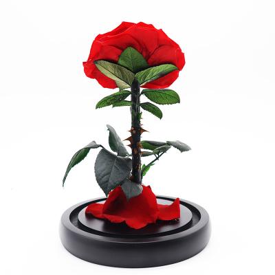 China Beautiful Amazon Selling Long Lasting Colorful Hot Fresh Natural Flowers Luxury Red Preserved Roses In Glass Dome. for sale