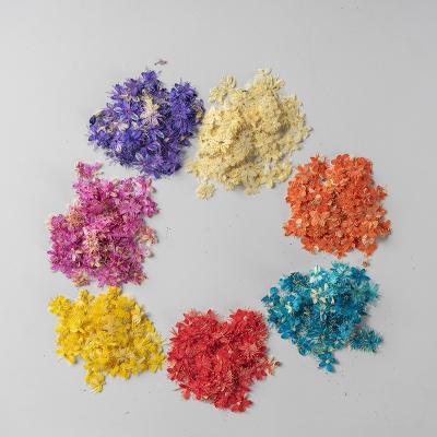 China Finger Nail Art Yoya Hot Selling Dried Flowers Wholesale Real Natural Nail Art Sticker 3d Dried Flowers Nail Art Decorations for sale